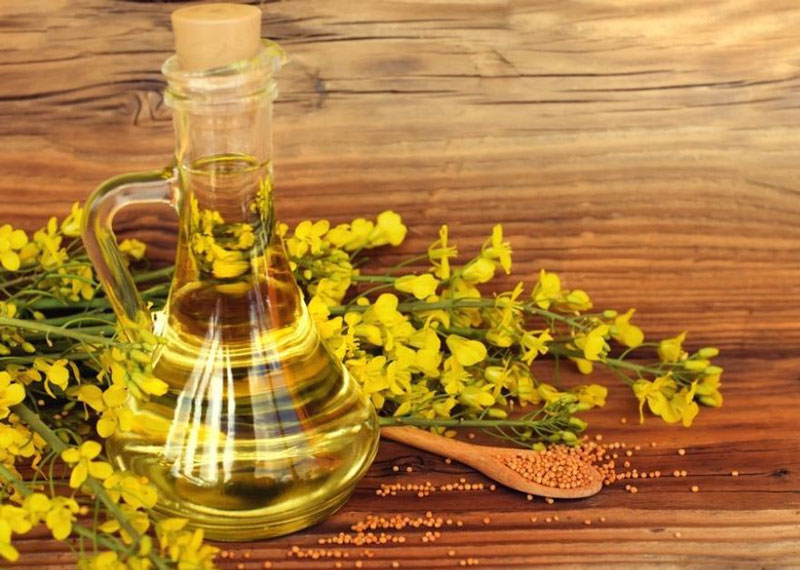 روغن کانولا چیست؟