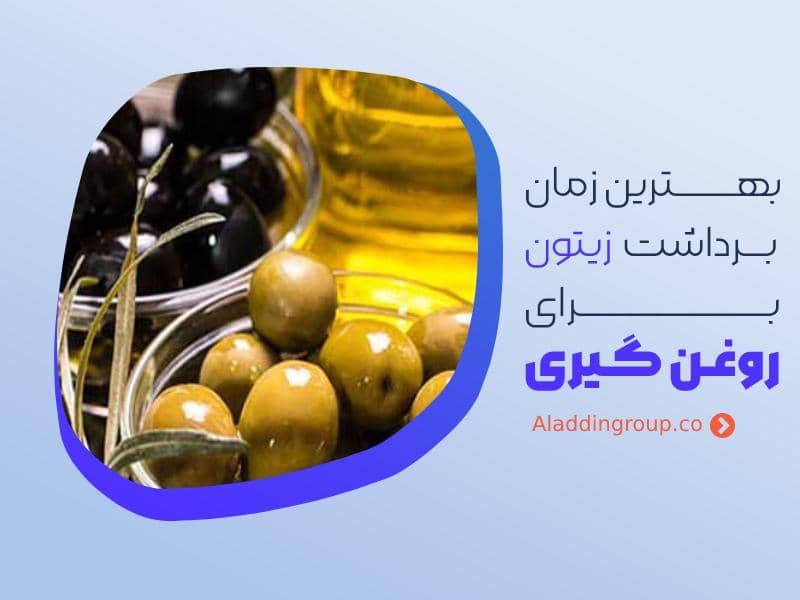 بهترین زمان برداشت زیتون
