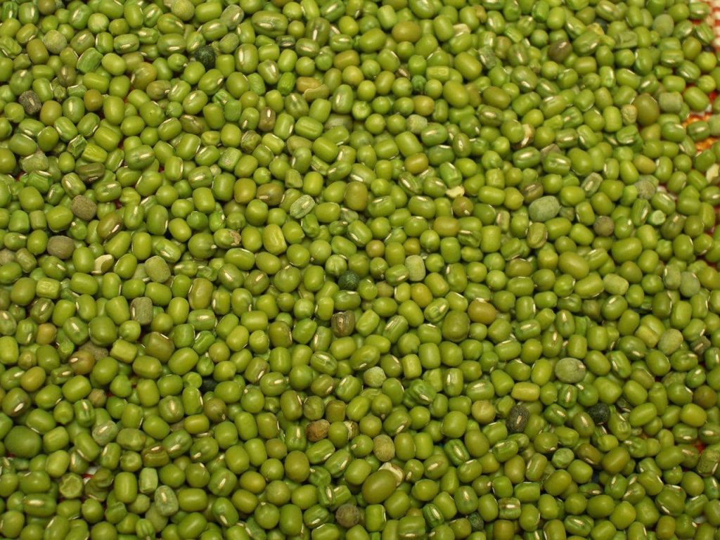 عمده فروشی ماش