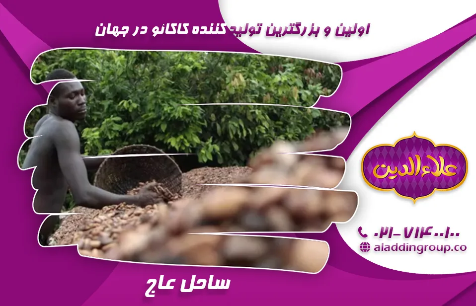 اولین تولید کننده کاکائو در جهان