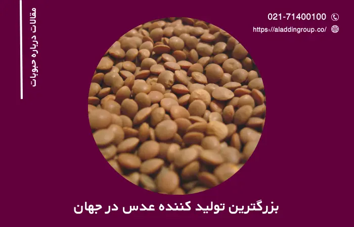 بزرگترین تولید کننده عدس در جهان