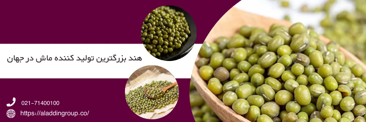 هند بزرگترین تولید کننده ماش در جهان است