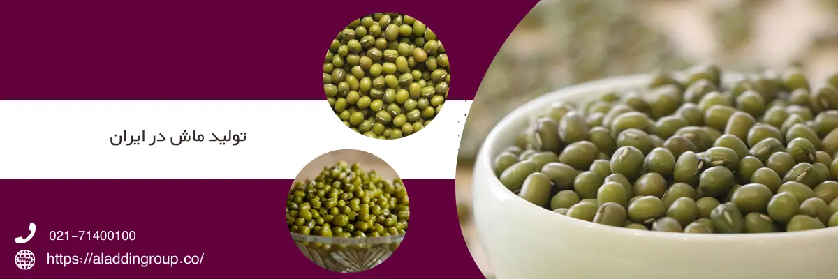 ایران یکی از کشورهای تولید کننده ماش