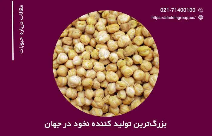 بزرگترین تولید کننده نخود در جهان