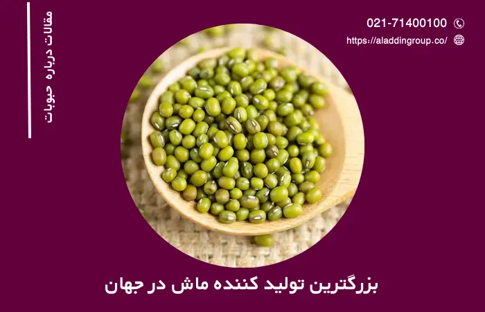 بزرگترین تولید کننده ماش در جهان