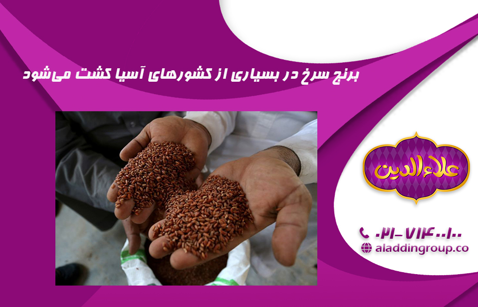 برنج سرخ