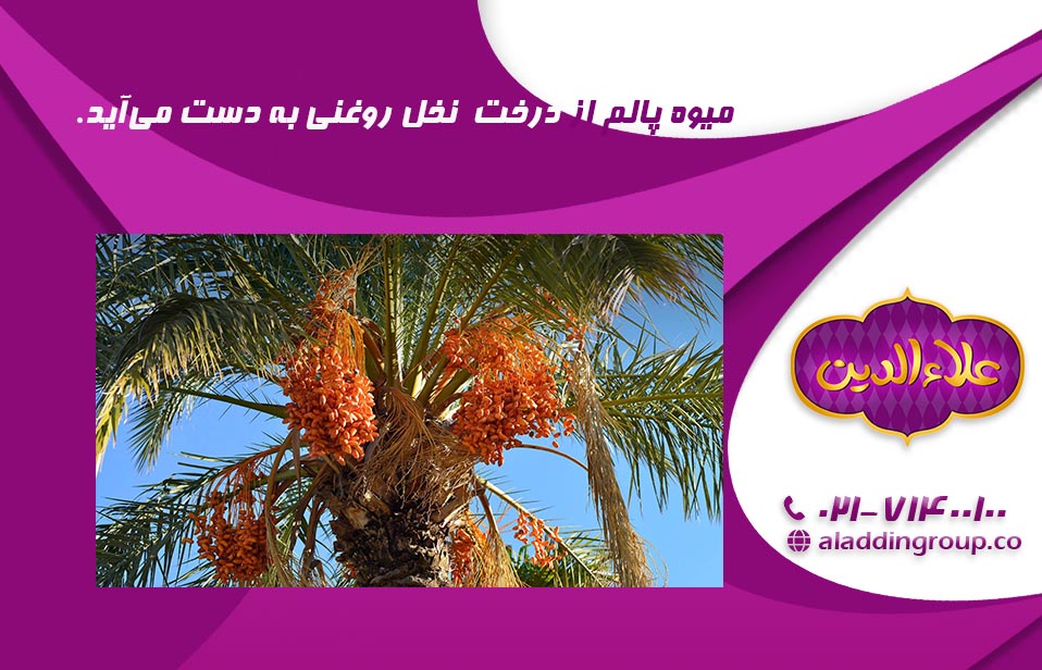 نخل روغنی درخت بومی مناطق گرمسیری و استوایی است.