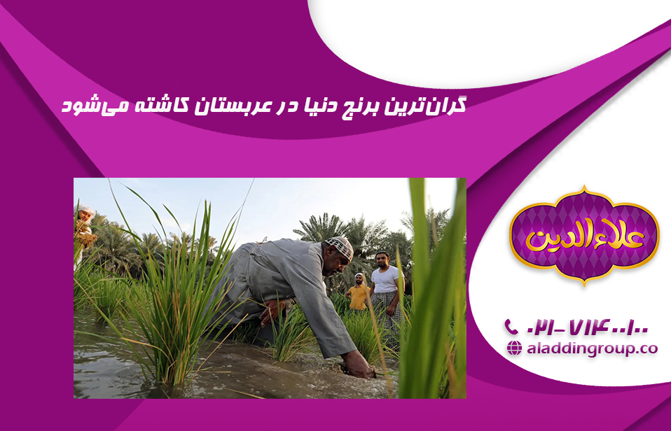 گران‌ترین برنج دنیا در عربستان