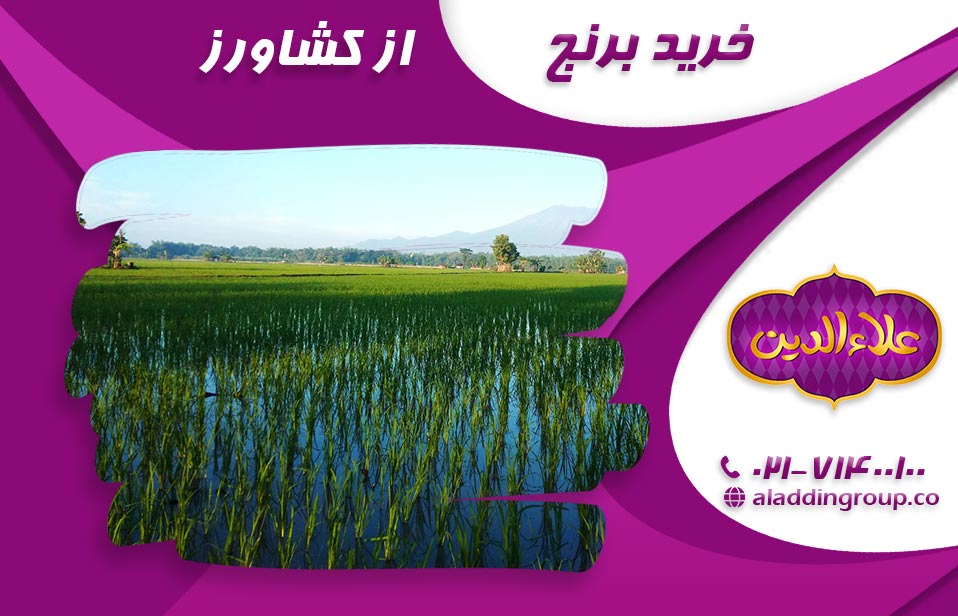 خرید برنج از کشاورز