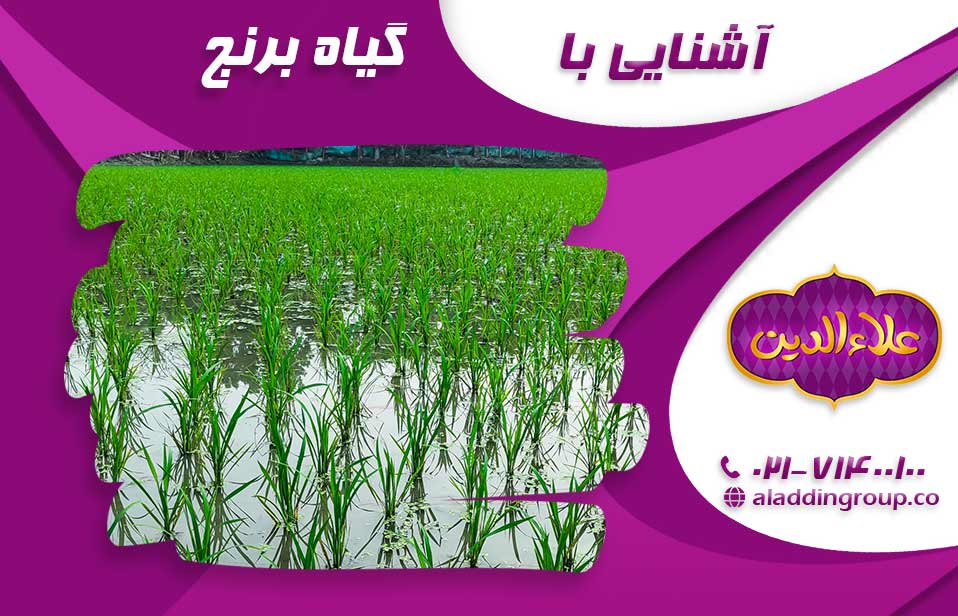 گیاه برنج