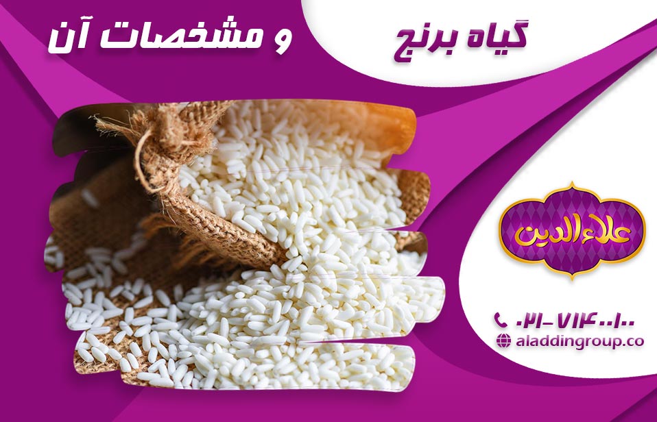 گیاه برنج و مشخصات و ویژگی های آن