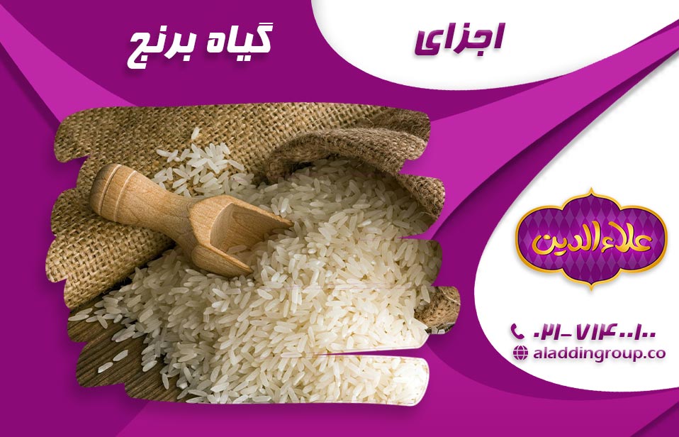 گیاه برنج و اجزای مختلف آن