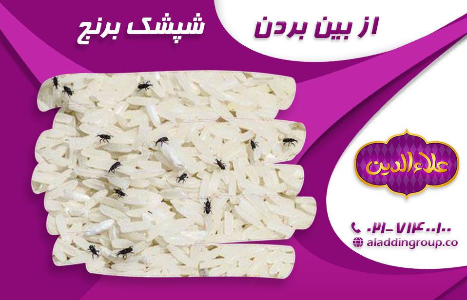 روش های نگهداری از برنج در مقابل شپشک 